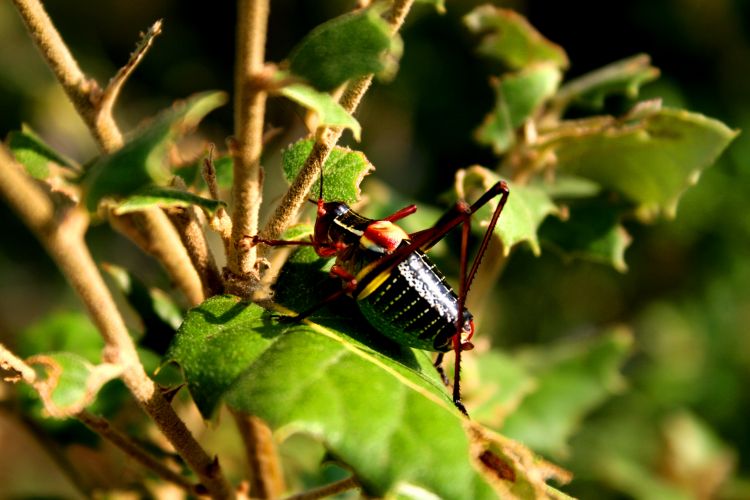 Fonds d'cran Animaux Insectes - Divers Wallpaper N347741