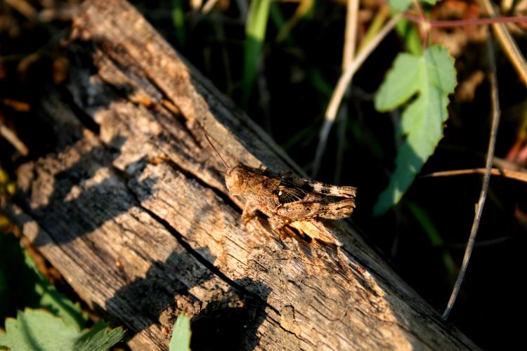 Wallpapers Animals Insects - Grasshoppers and Locusts Wallpaper N347743