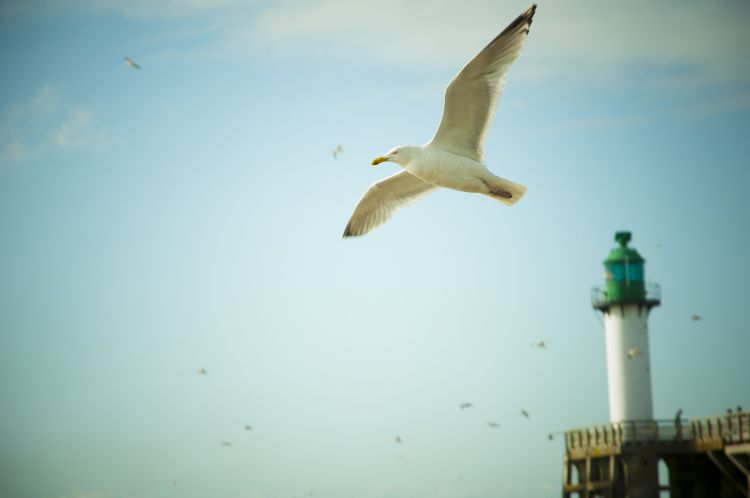 Fonds d'cran Animaux Oiseaux - Mouettes et Golands Mouette en plein vol