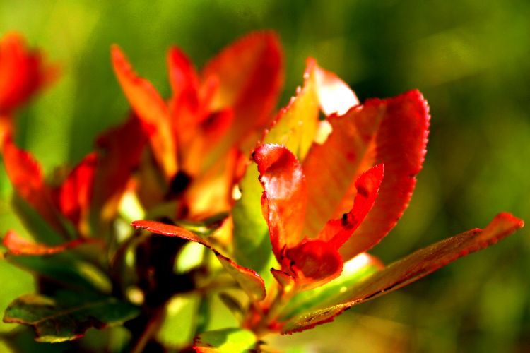 Wallpapers Nature Leaves - Foliage Wallpaper N347761