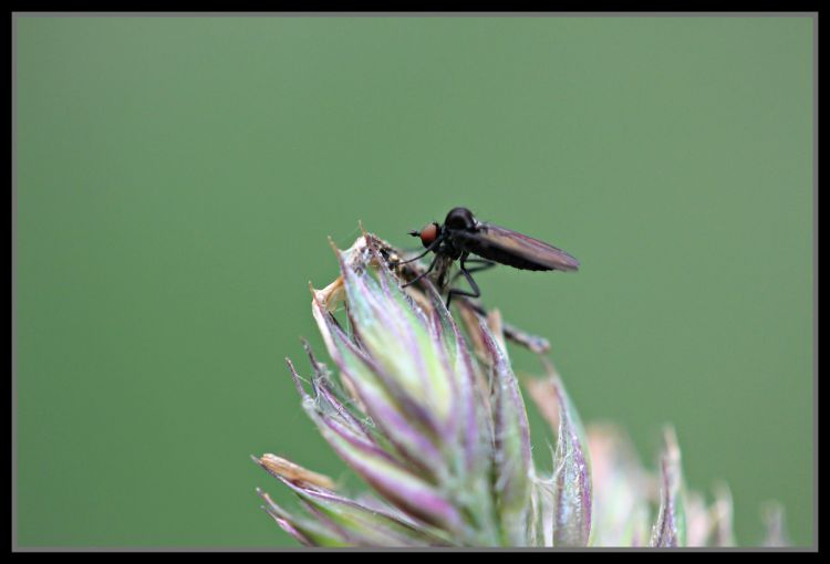 Fonds d'cran Animaux Insectes - Divers insecte