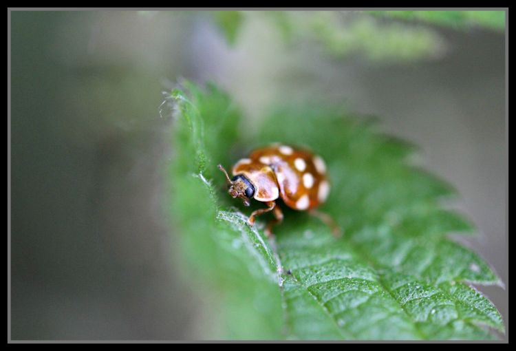 Fonds d'cran Animaux Insectes - Divers insecte