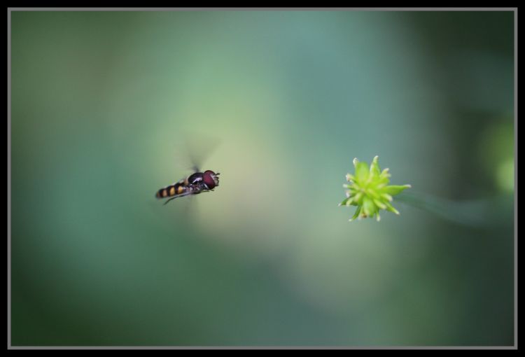 Wallpapers Animals Insects - Miscellaneous le vol