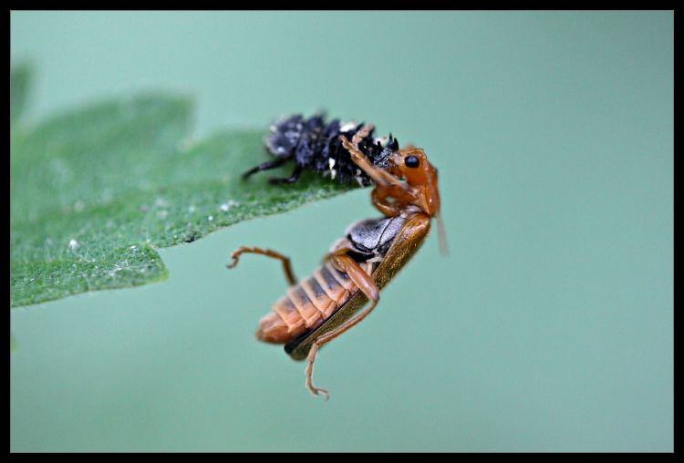 Fonds d'cran Animaux Insectes - Divers à table...