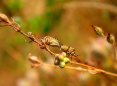  Animals insectes dans la garrigue