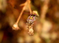  Animaux insectes dans la garrigue