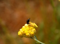  Animals insectes dans la garrigue