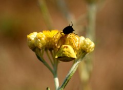  Animals insectes dans la garrigue