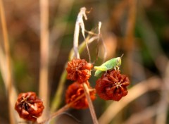  Animals insectes dans la garrigue