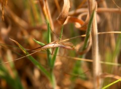  Animals insectes dans la garrigue