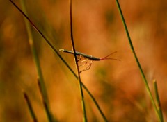  Animaux insectes dans la garrigue