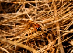  Animals insectes dans la garrigue