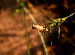  Animaux Image sans titre N347739