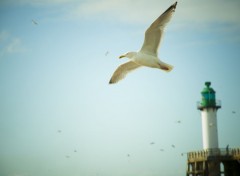  Animaux Mouette en plein vol