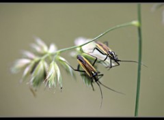  Animaux insecte