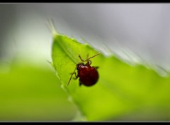  Animaux insecte