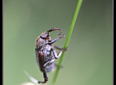  Animaux insecte