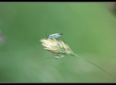  Animaux insecte