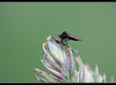  Animaux insecte