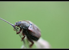  Animaux insecte