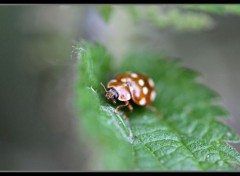  Animaux insecte