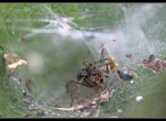  Animaux araignée