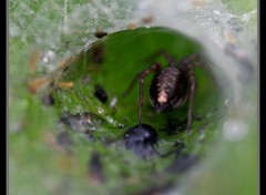  Animaux araignée