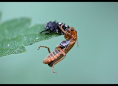  Animaux à table...