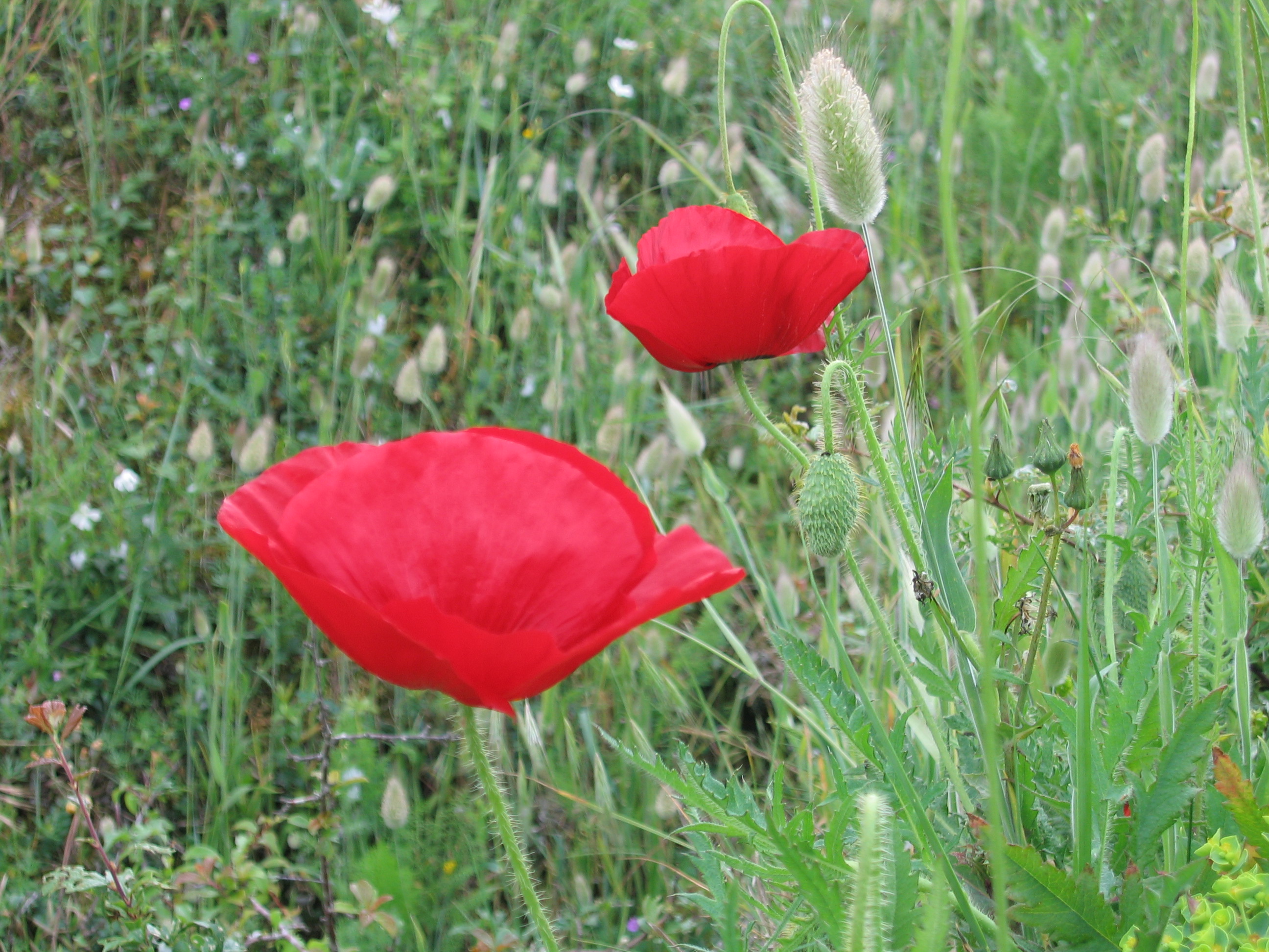 Fonds d'cran Nature Fleurs coquelicot