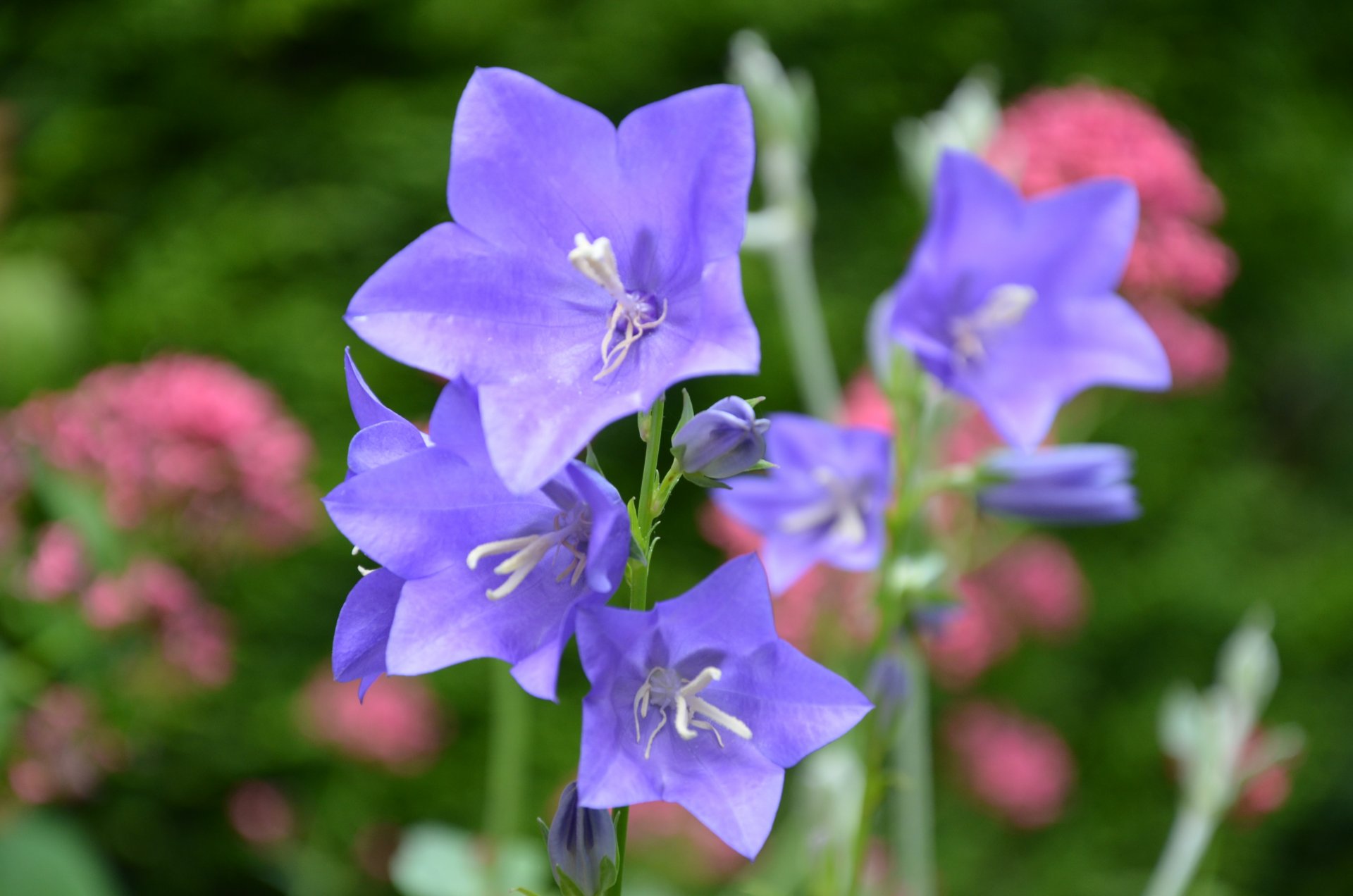 Fonds d'cran Nature Fleurs 