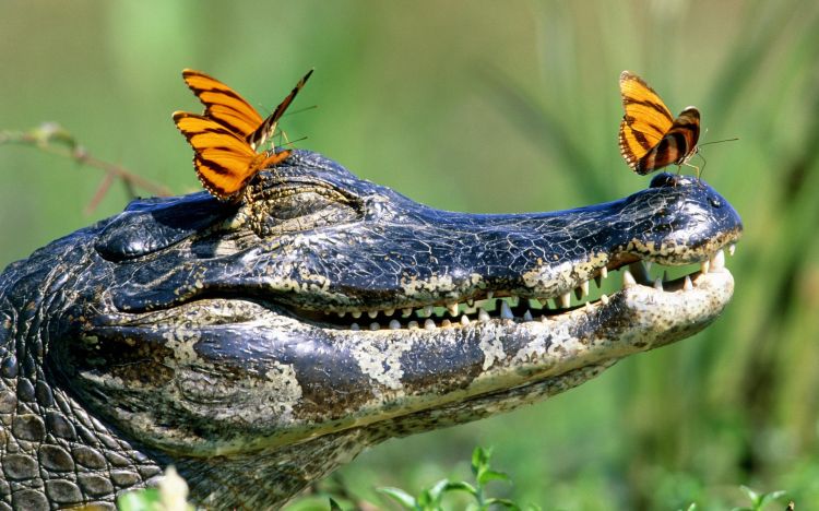 Fonds d'cran Animaux Crocodiles - Alligators - Camans Wallpaper N347841