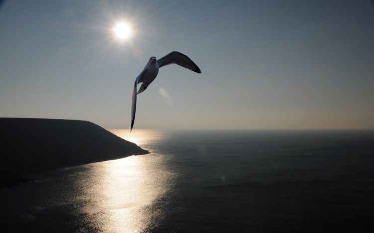 Fonds d'cran Animaux Oiseaux - Mouettes et Golands Wallpaper N347852