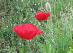  Nature coquelicot