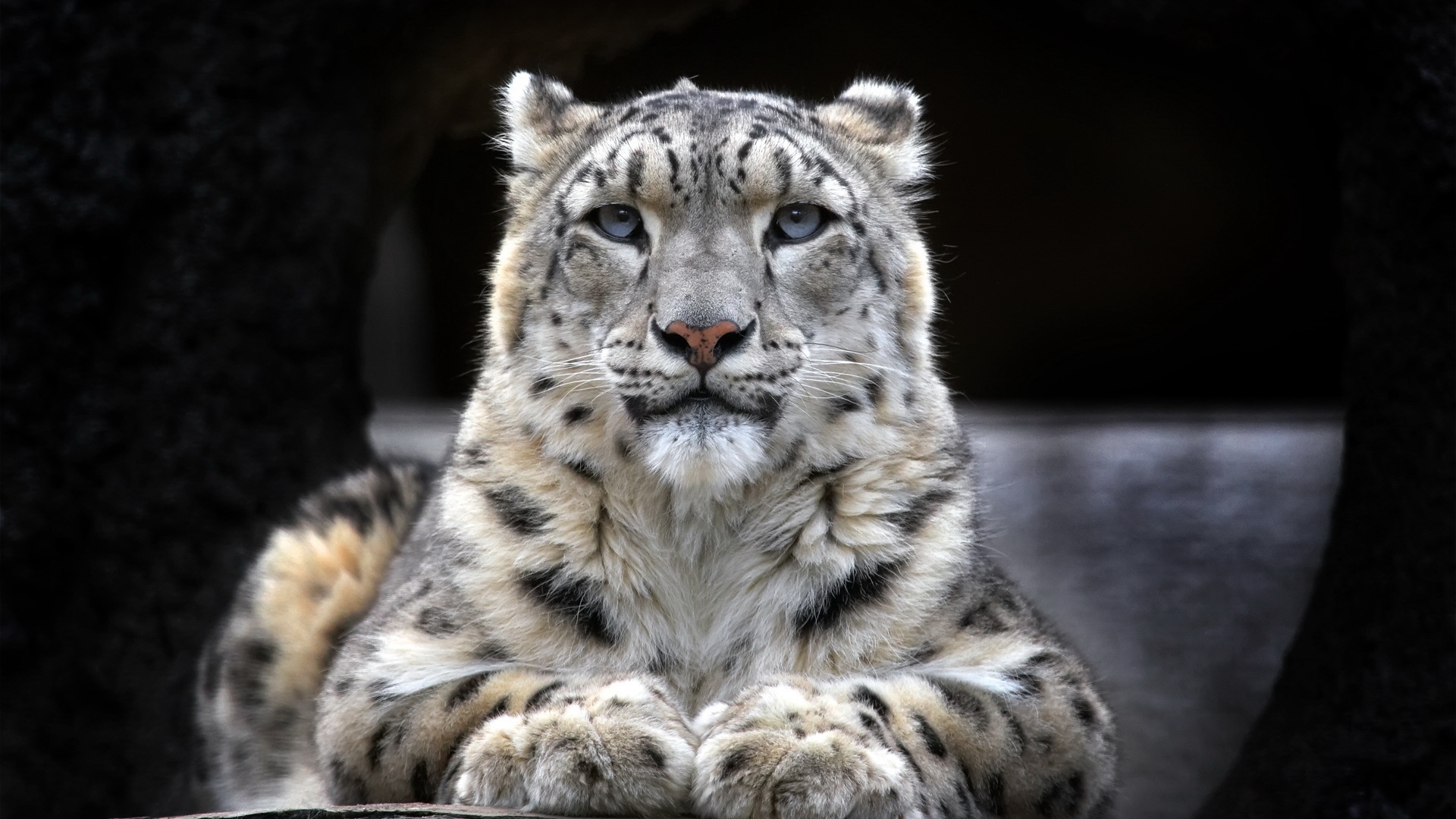 Wallpapers Animals Felines - Leopards 