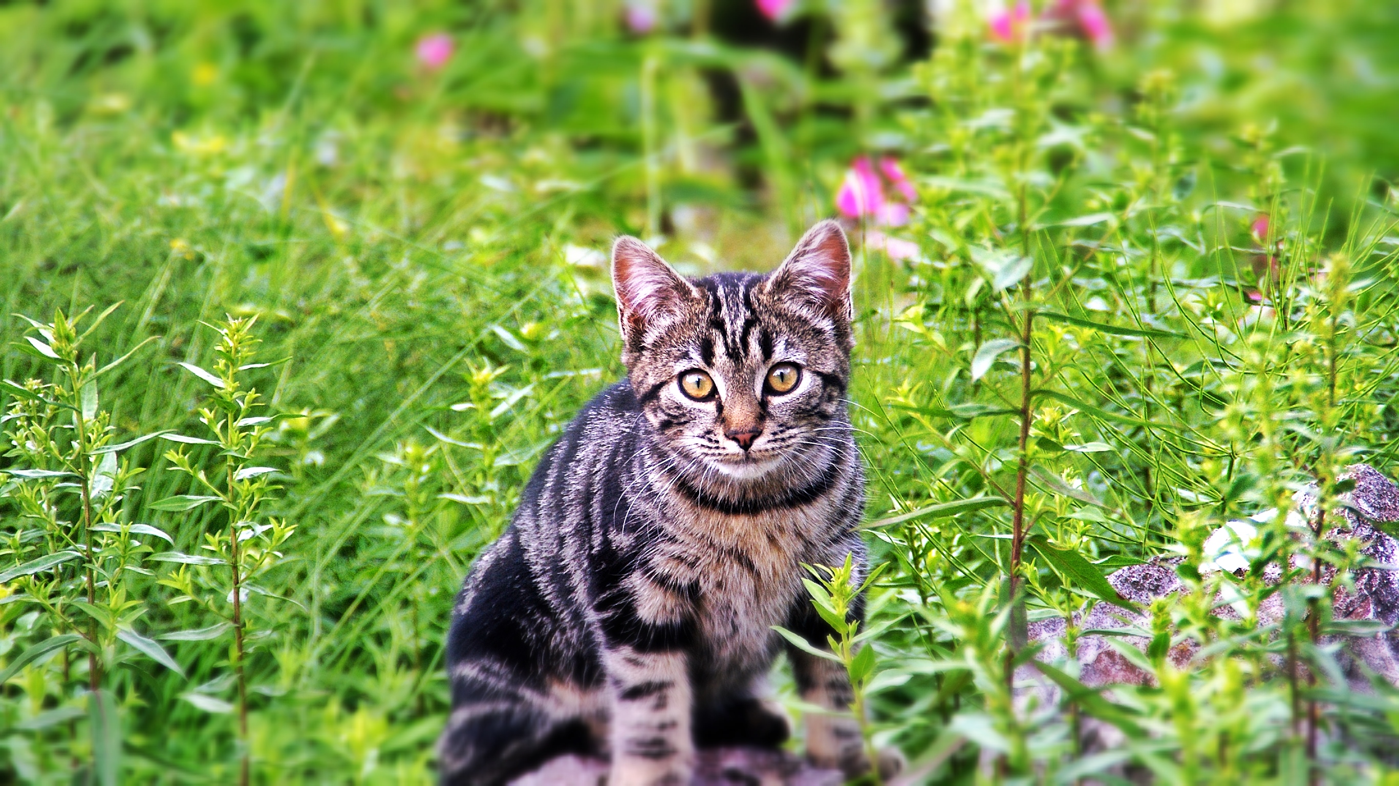 Fonds d'cran Animaux Chats - Chatons La feline 