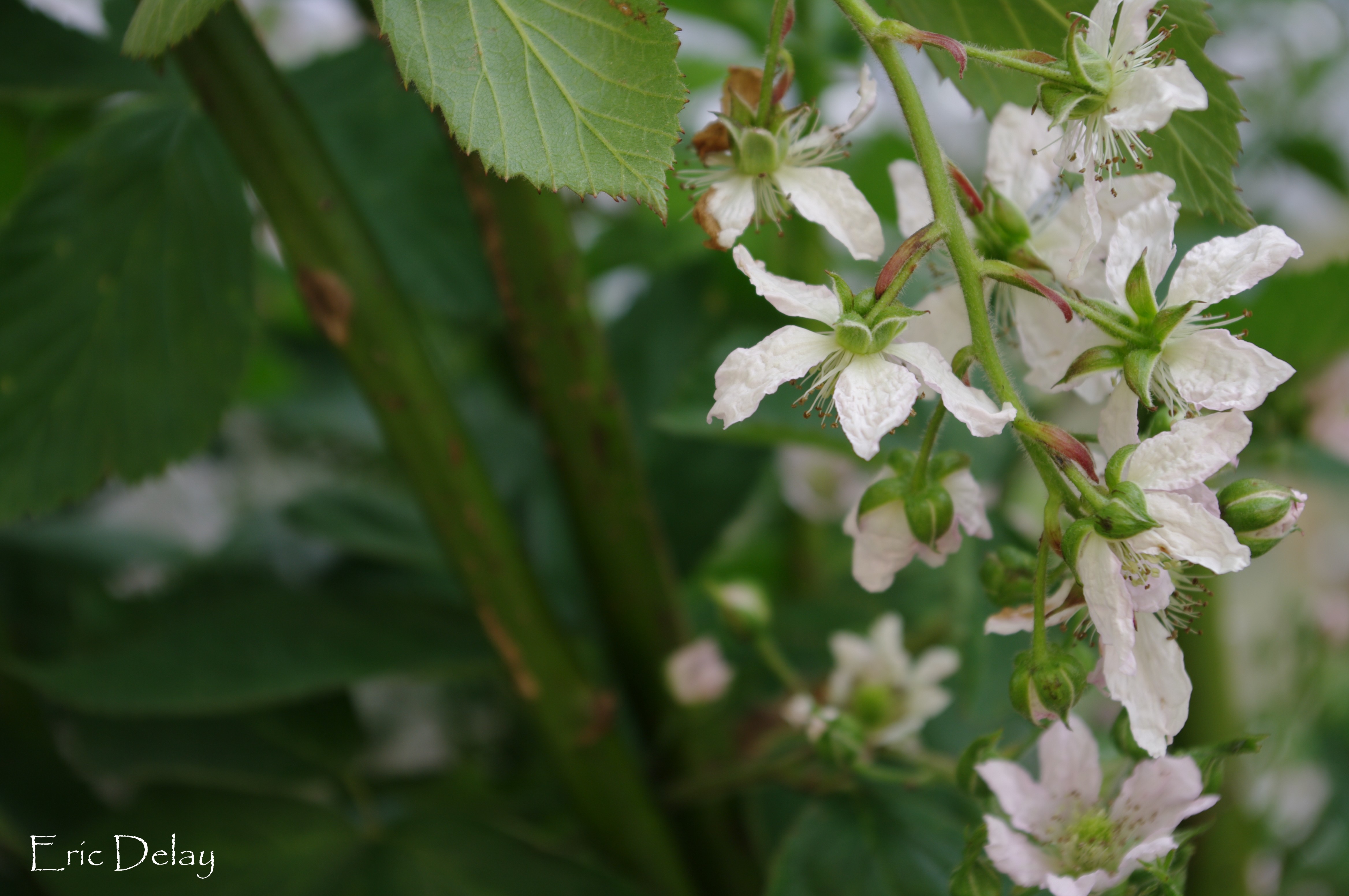 Fonds d'cran Nature Fleurs Fleur