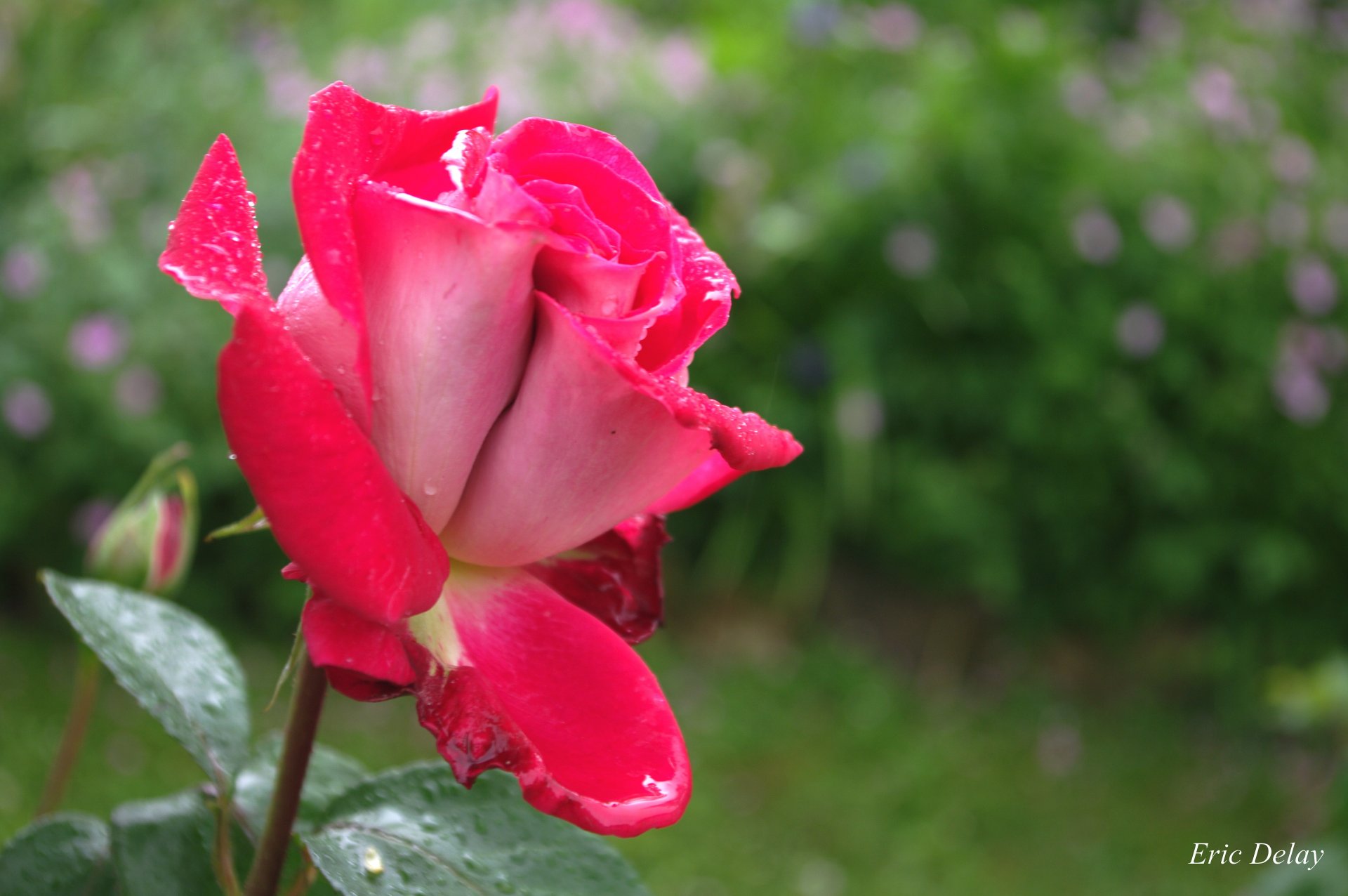 Fonds d'cran Nature Fleurs Fleur