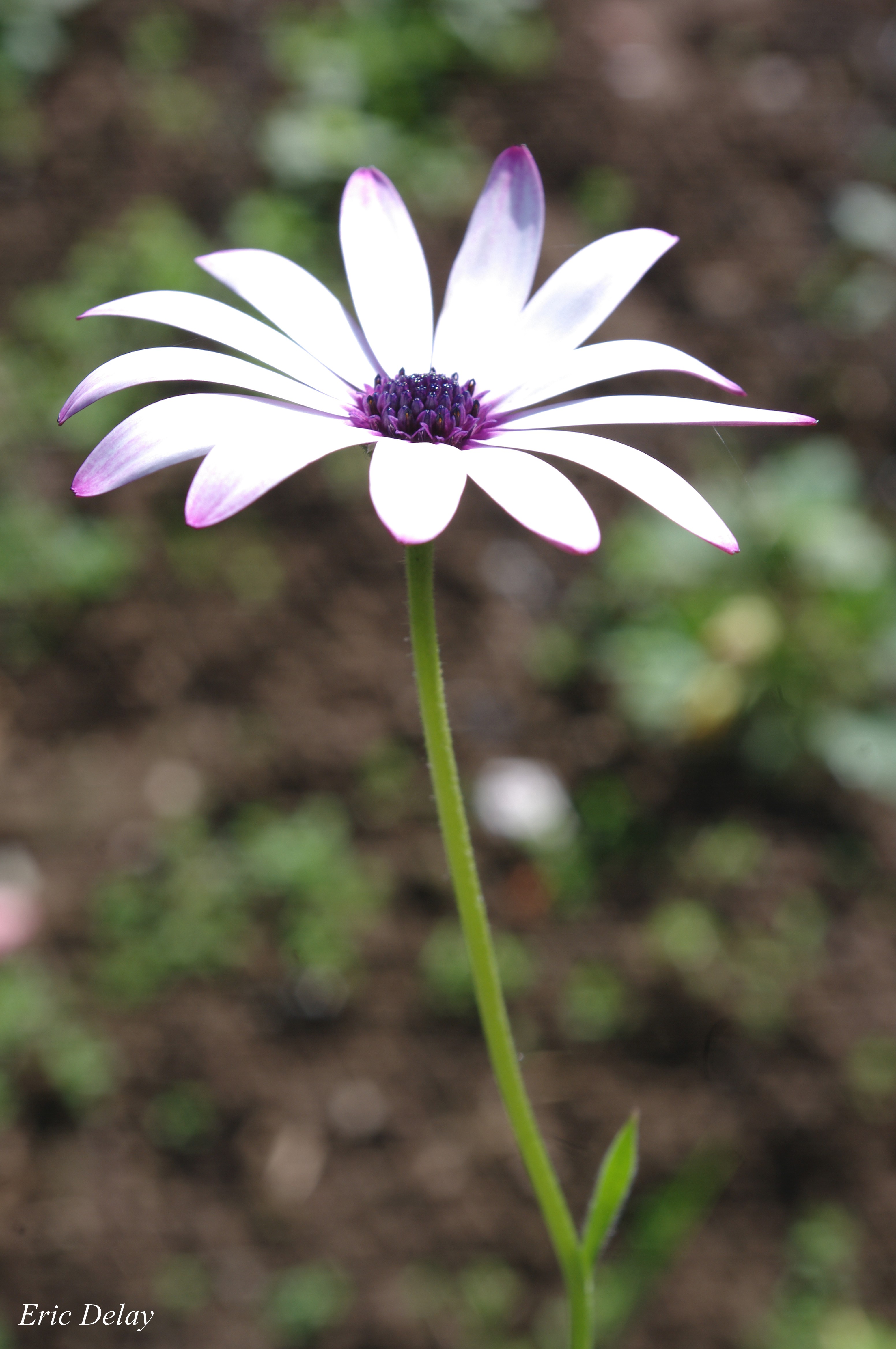 Fonds d'cran Nature Fleurs Fleur