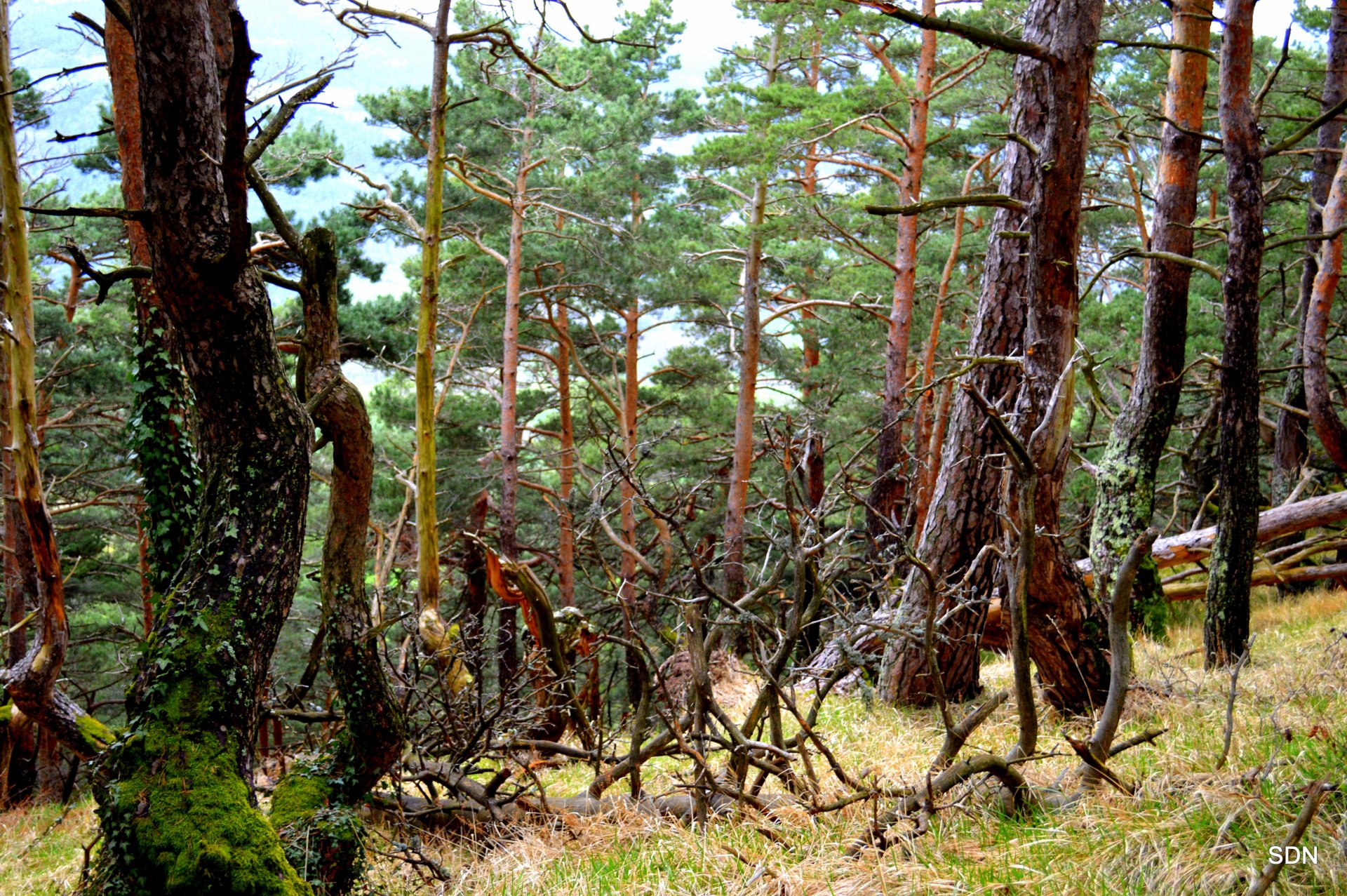 Fonds d'cran Nature Arbres - Forts AUTOUR DU PUY-AUVERGNE 2013