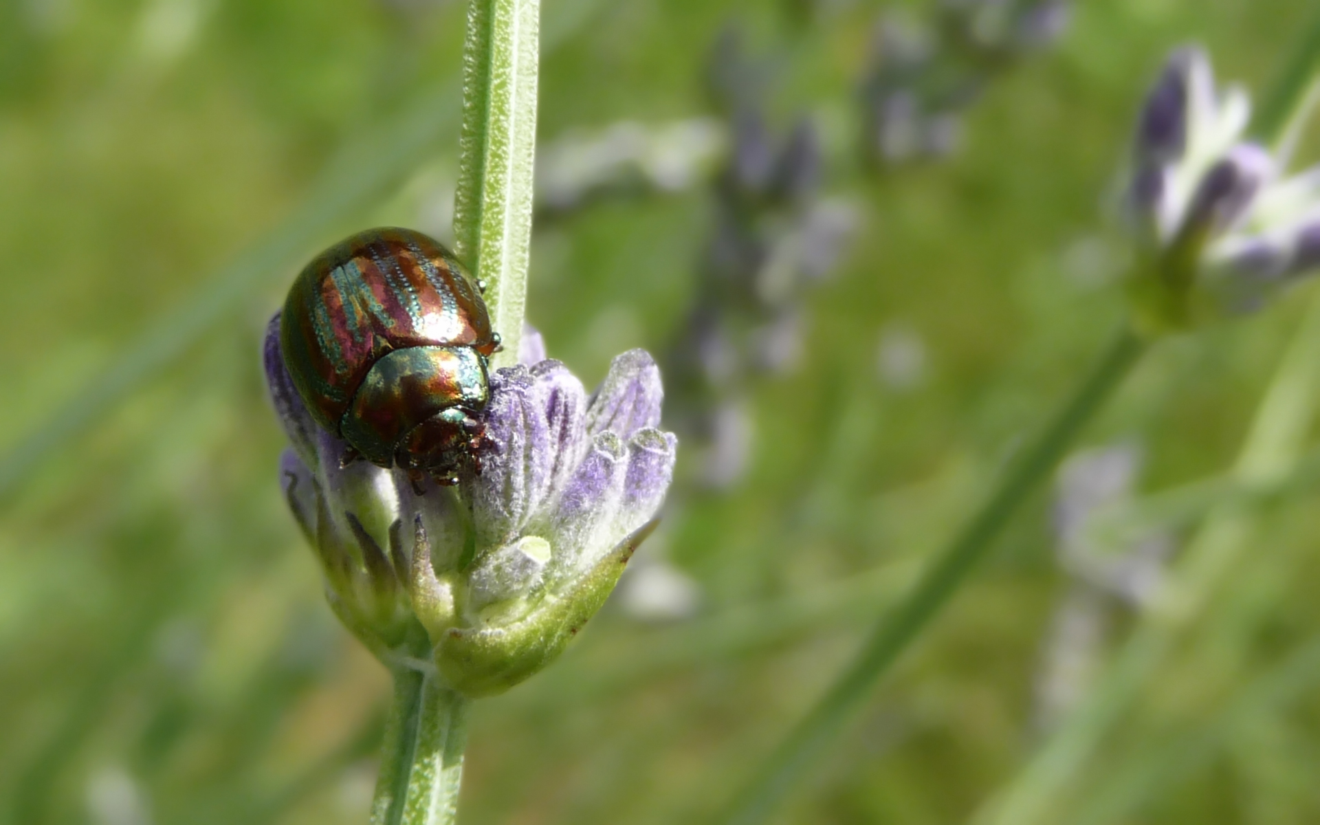 Fonds d'cran Animaux Insectes - Divers 