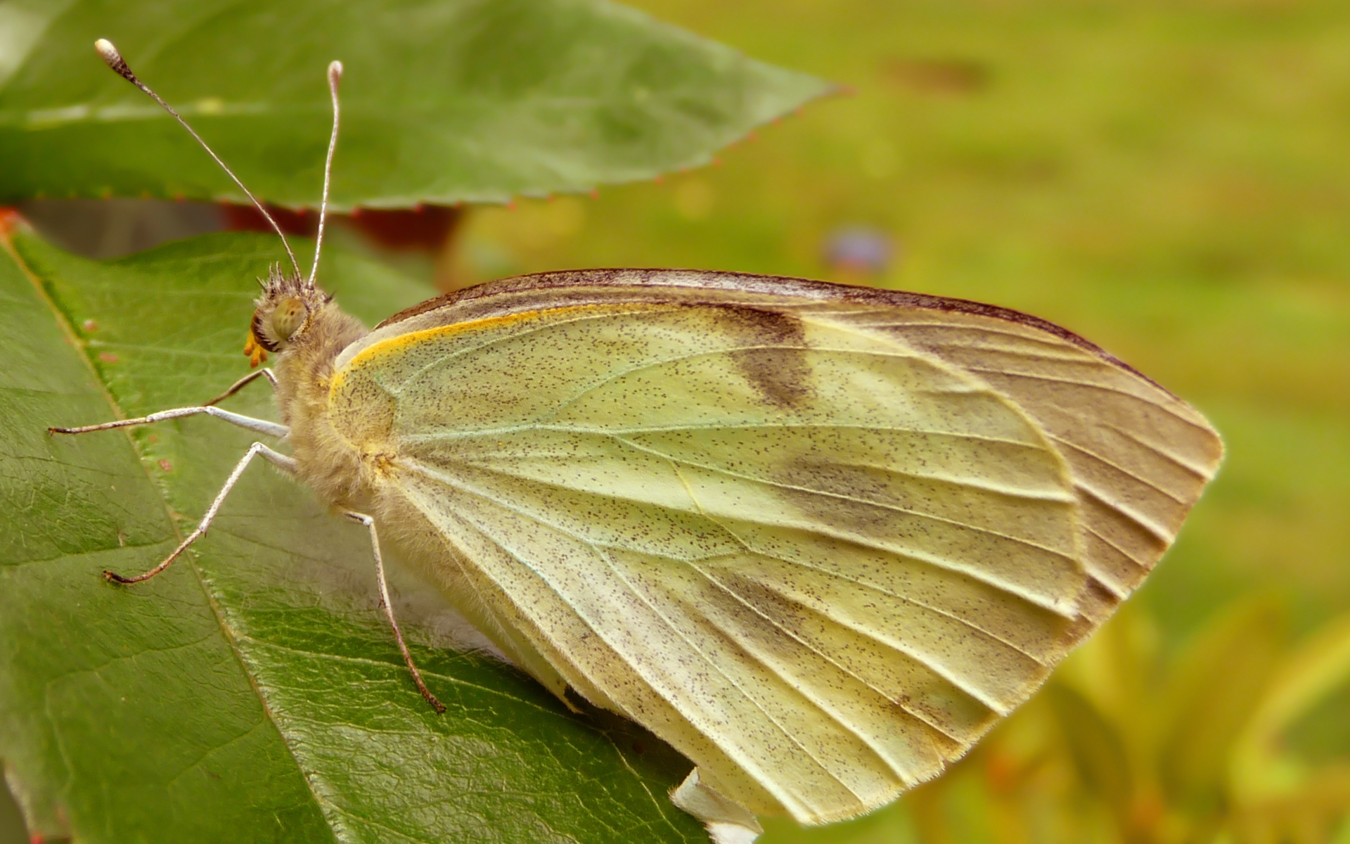 Fonds d'cran Animaux Insectes - Papillons 