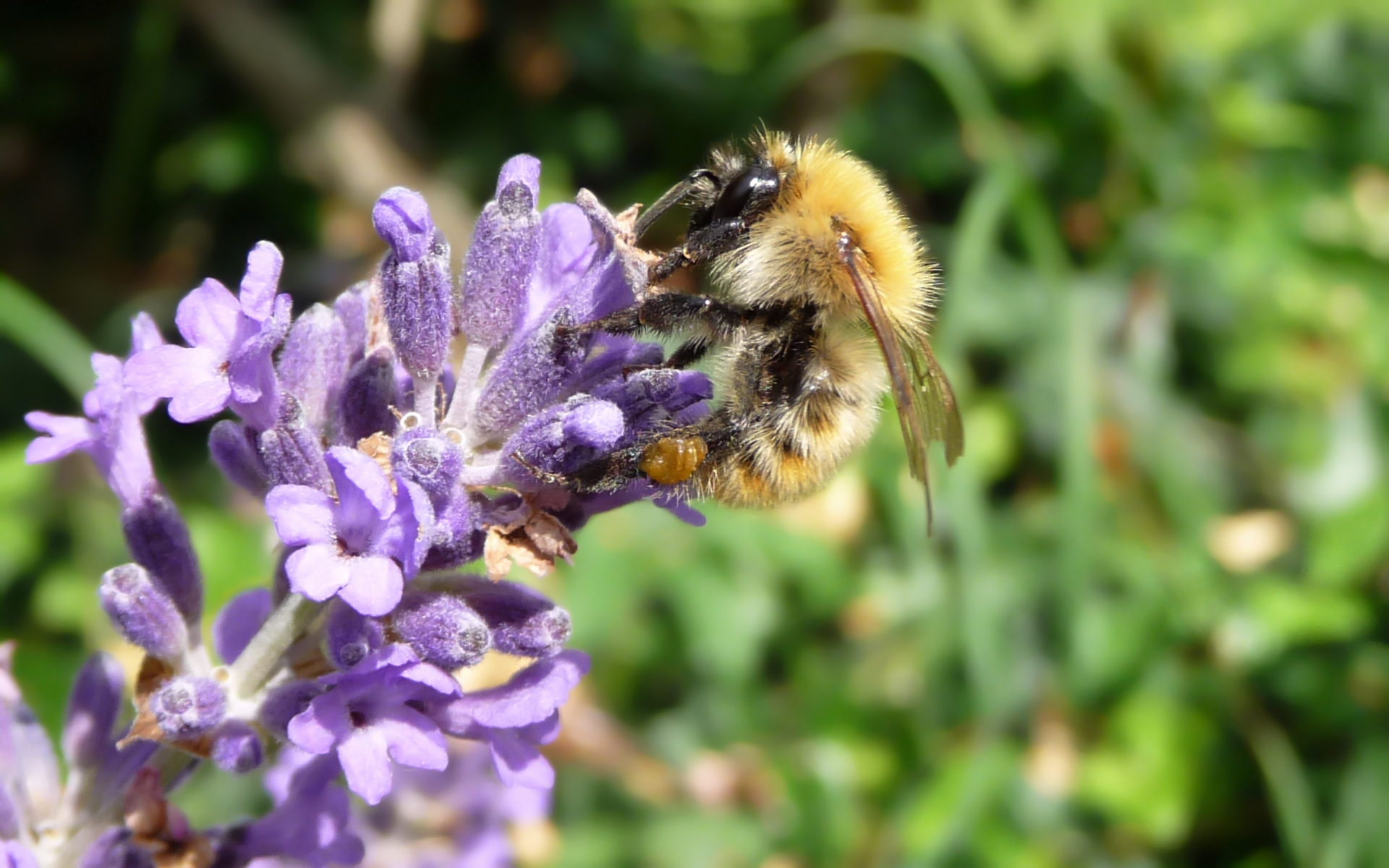 Fonds d'cran Animaux Insectes - Abeilles Gupes ... 