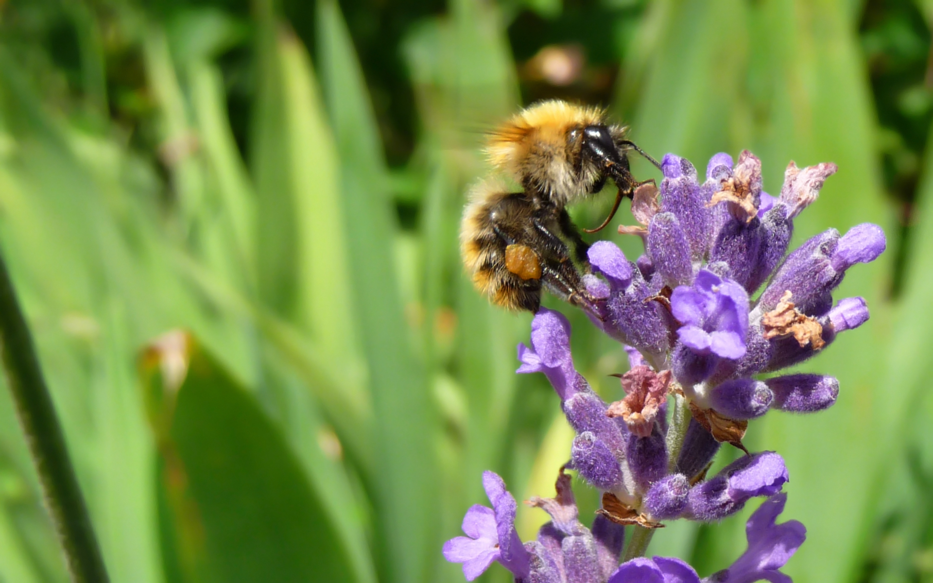 Fonds d'cran Animaux Insectes - Abeilles Gupes ... 