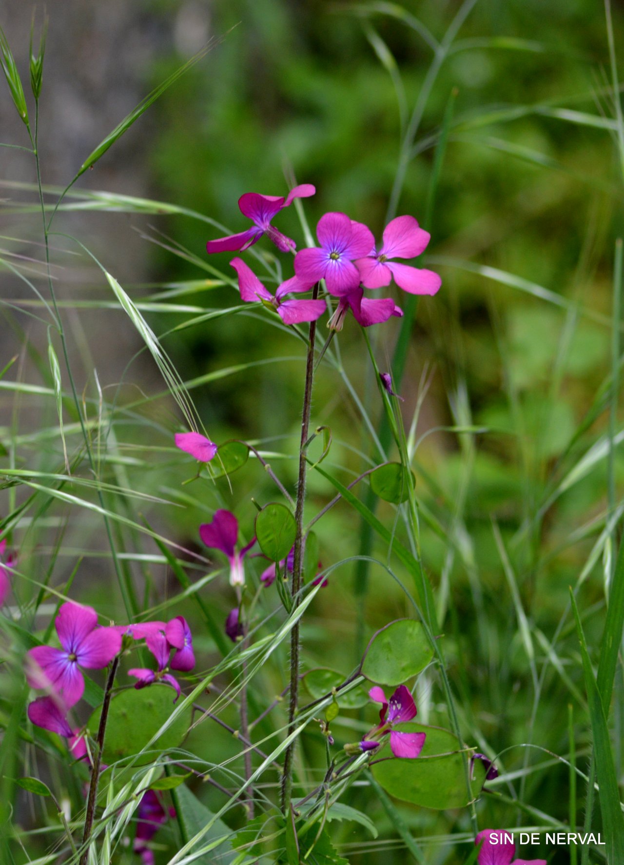 Fonds d'cran Nature Fleurs VERS BRAY-DUNES JUIN 2013