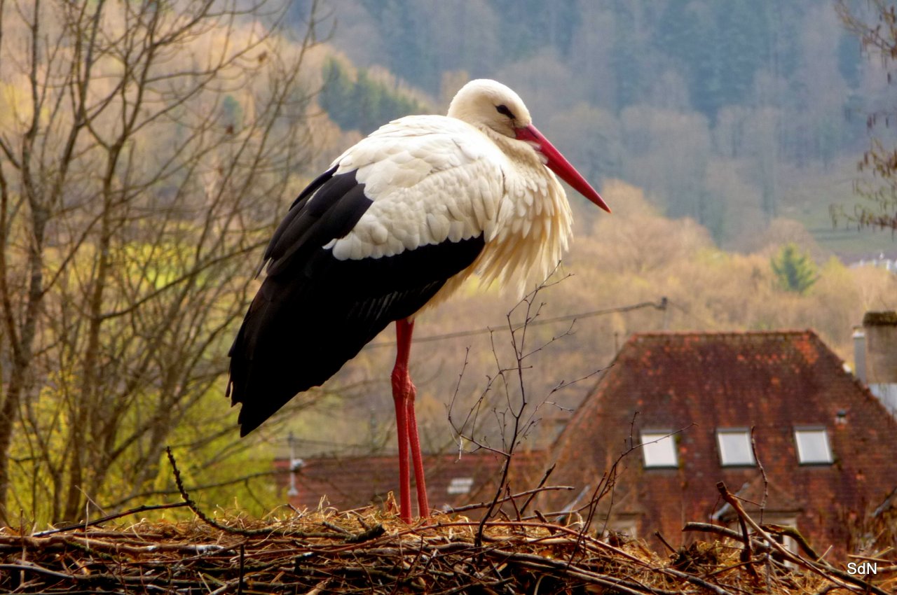 Fonds d'cran Animaux Oiseaux - Cigognes MUNSTER 2010