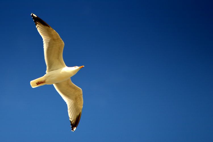 Fonds d'cran Animaux Oiseaux - Mouettes et Golands GOELANDS A ST VALERY