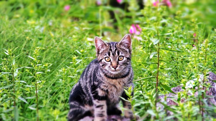 Fonds d'cran Animaux Chats - Chatons La feline 