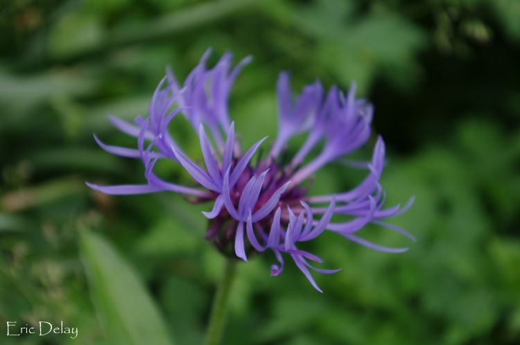 Fonds d'cran Nature Fleurs Fleur