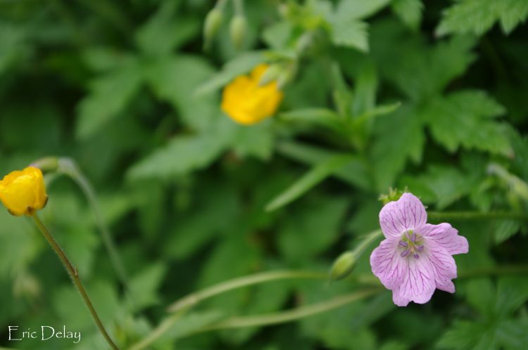 Fonds d'cran Nature Fleurs Fleur