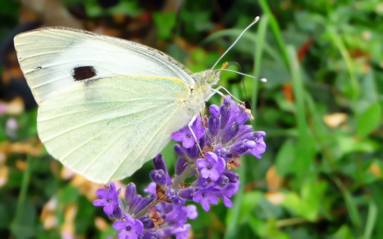 Fonds d'cran Animaux Insectes - Papillons Wallpaper N348127